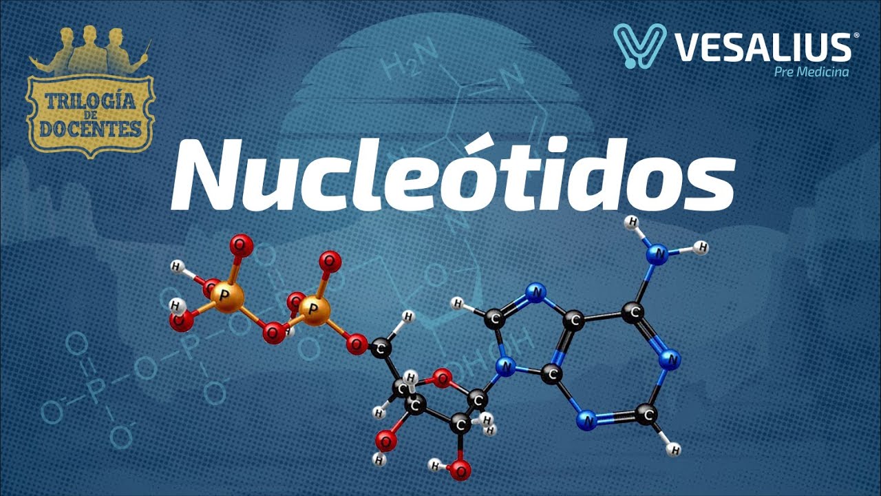 NUCLEÓTIDOS