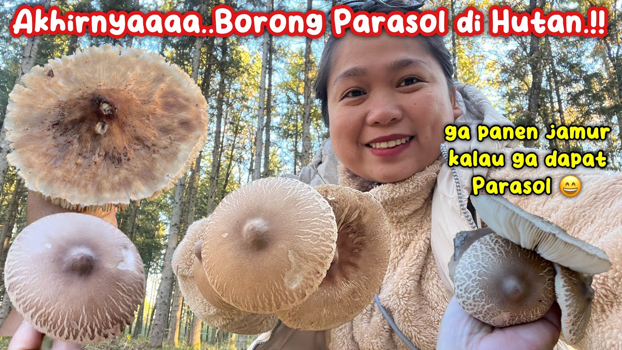 REJEKI GA KEMANA‼️PANTANG MENYERAH & BERHASIL BORONG PANEN PARASOL DI HUTAN‼️