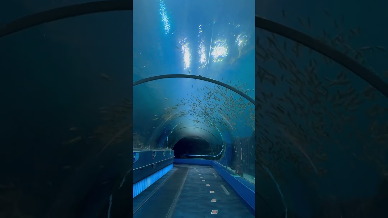 The Water Tunnel at the Georgia Aquarium \\ 📍Downtown Atlanta #ATL #atlanta #aquarium