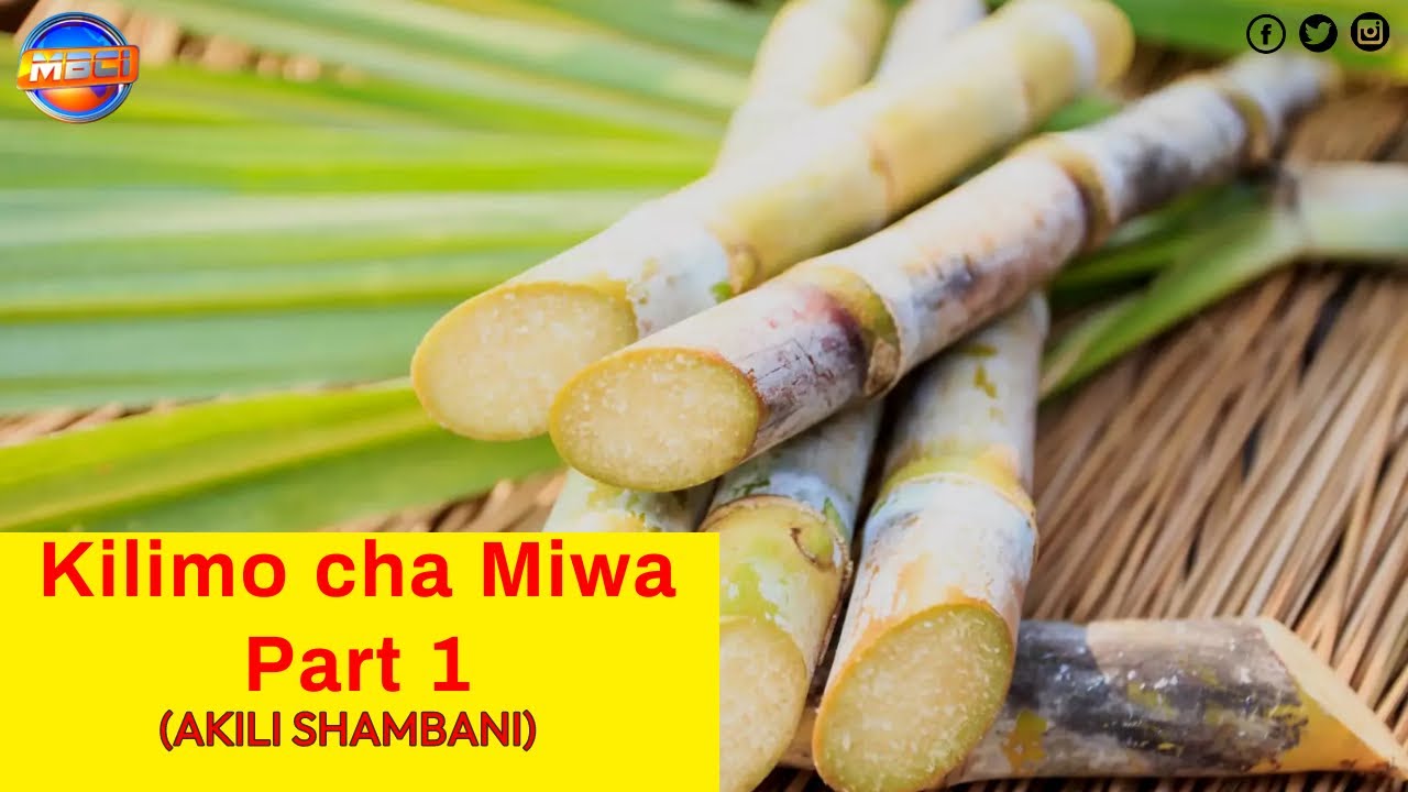 KILIMO CHA MIWA [ PART 1 ]/ SUGARCANE FARMING || AKILI SHAMBANI