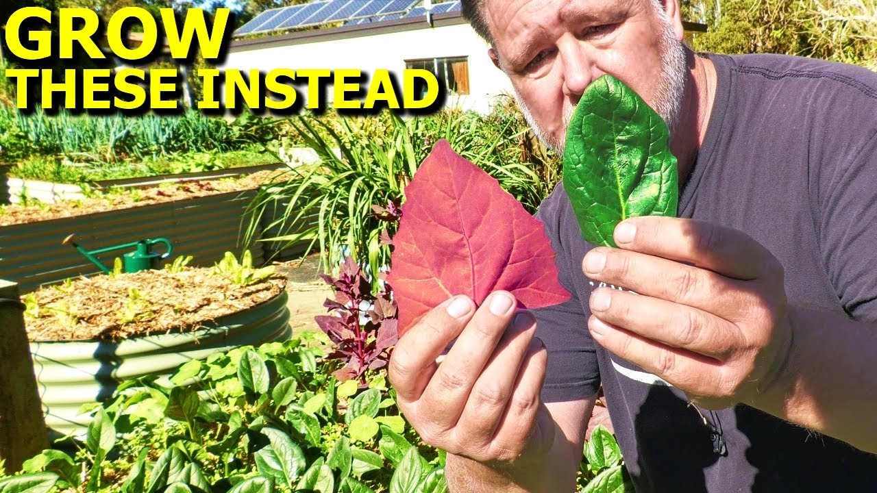 Substitute These 6 POPULAR Veggies with EASIER to Grow Varieties
