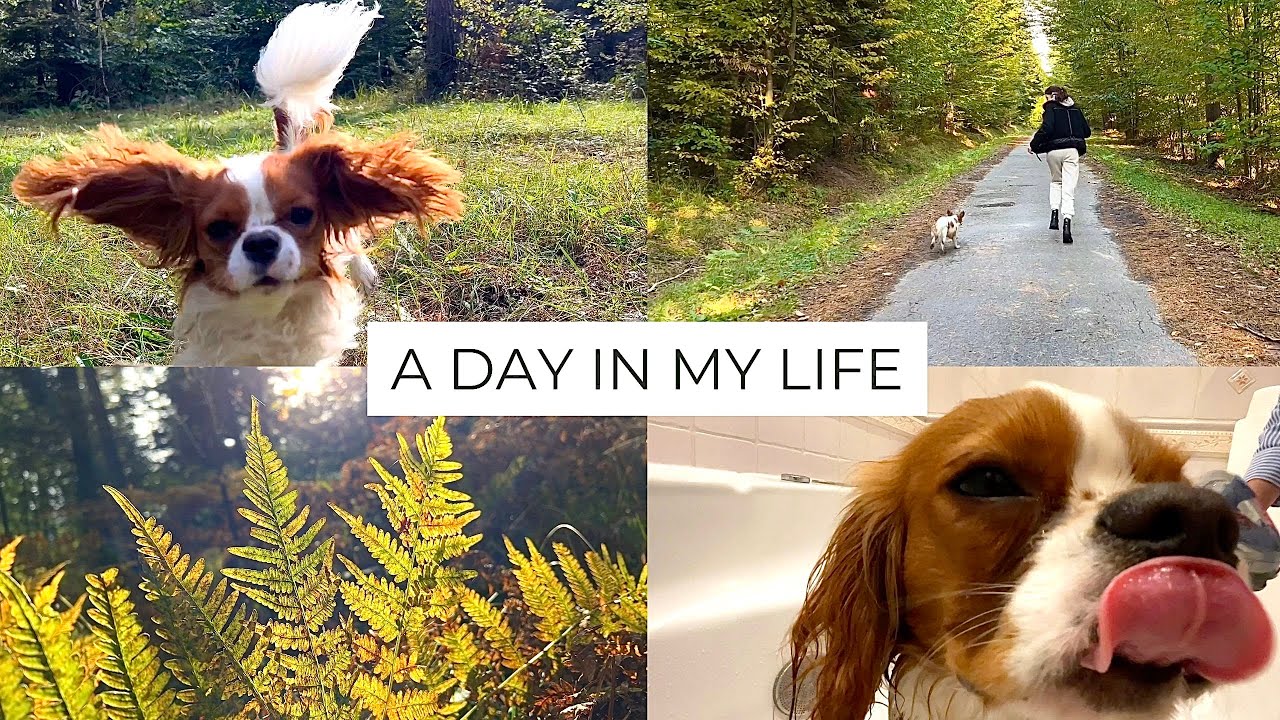 a day in the life of my dog 🐶 || Cavalier King Charles Spaniel