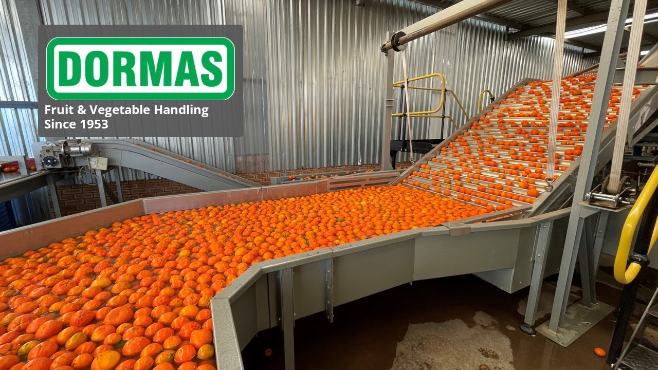 Dormas | Citrus wash & sorting line - WDW Citrus Nadorcotts - 2021
