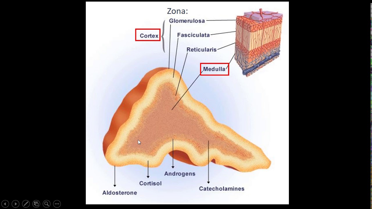 General Medicine Adrenal Glands Part 1