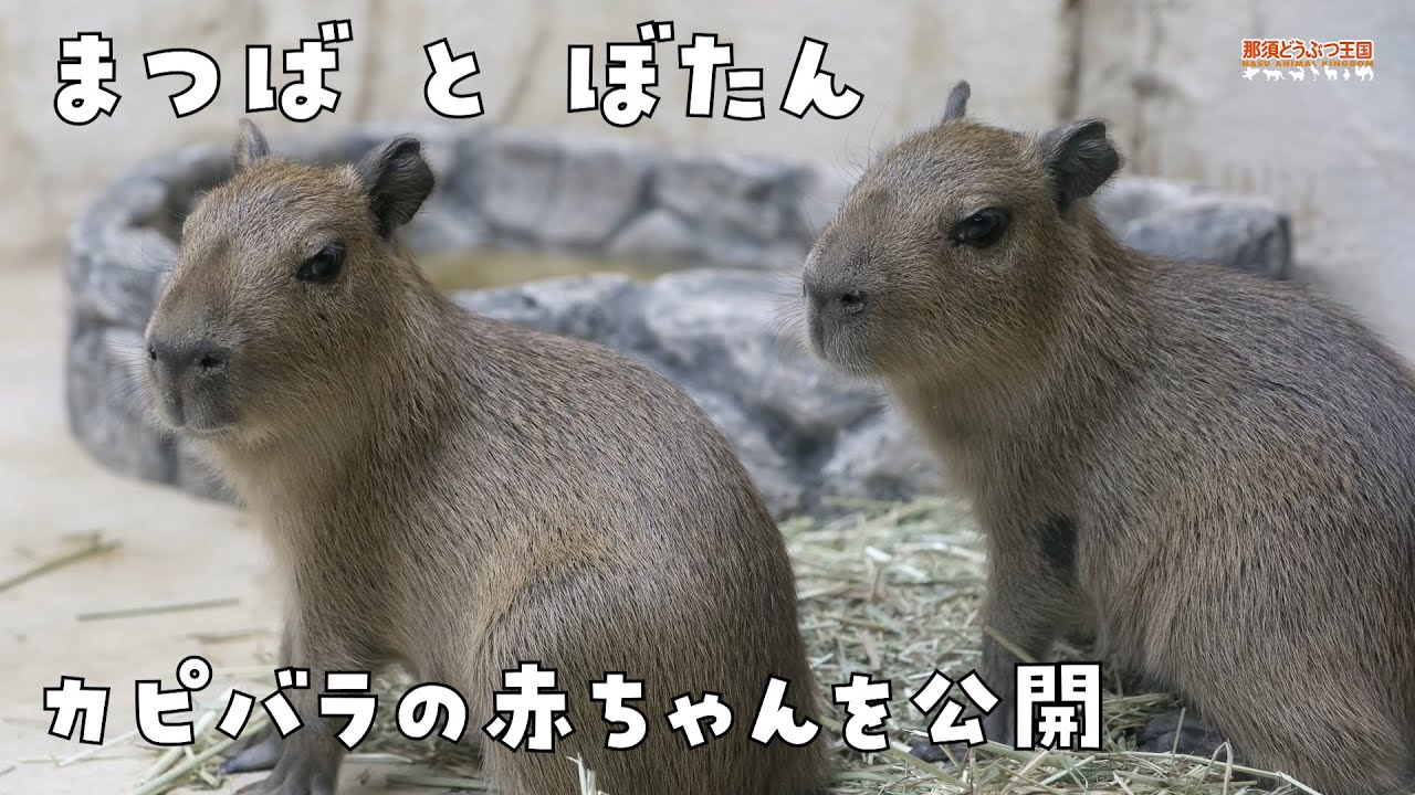 【カピバラ】カピバラの赤ちゃん登場！