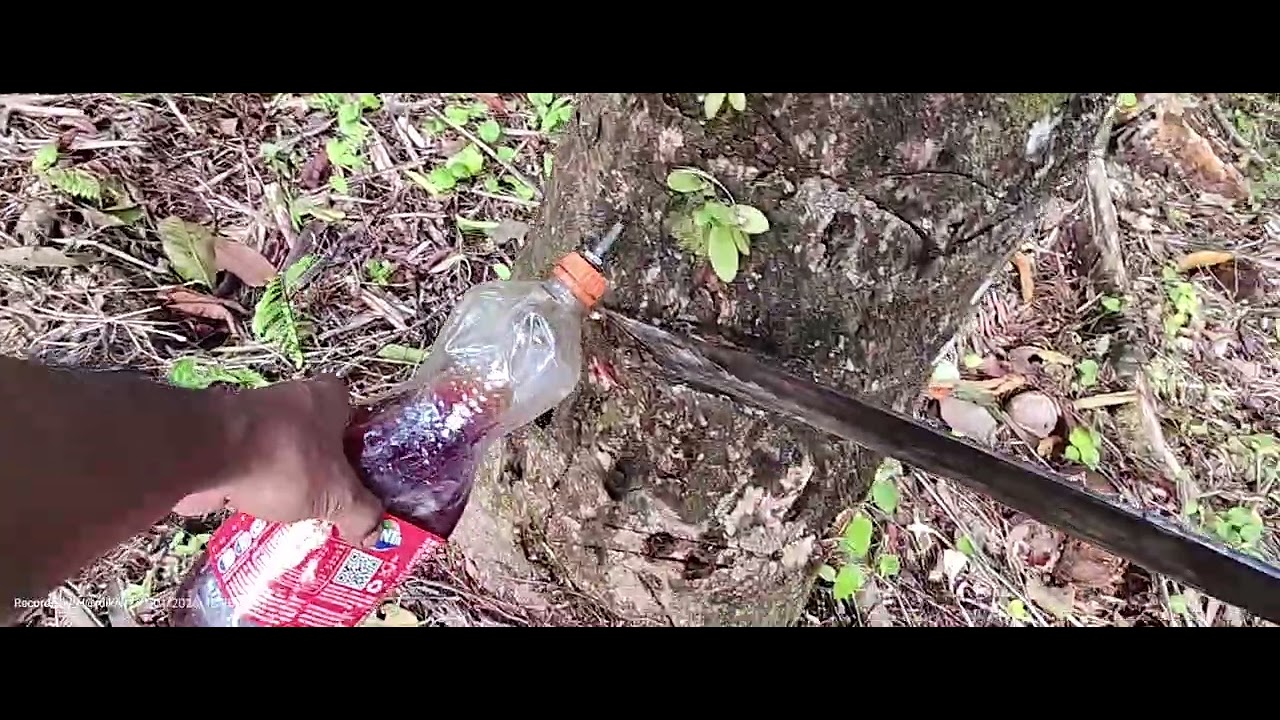 Membasmi hama boto boto di kelapa (belakang) 