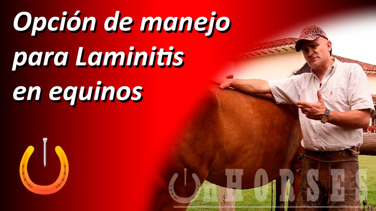 Qué hacer en caso de Laminitis crónica? Una opción de manejo