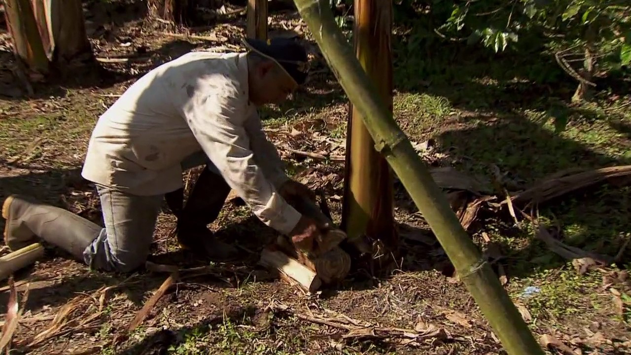 Trampas para picudo y aprovechamiento del lixiviado del plátano | La Finca de Hoy