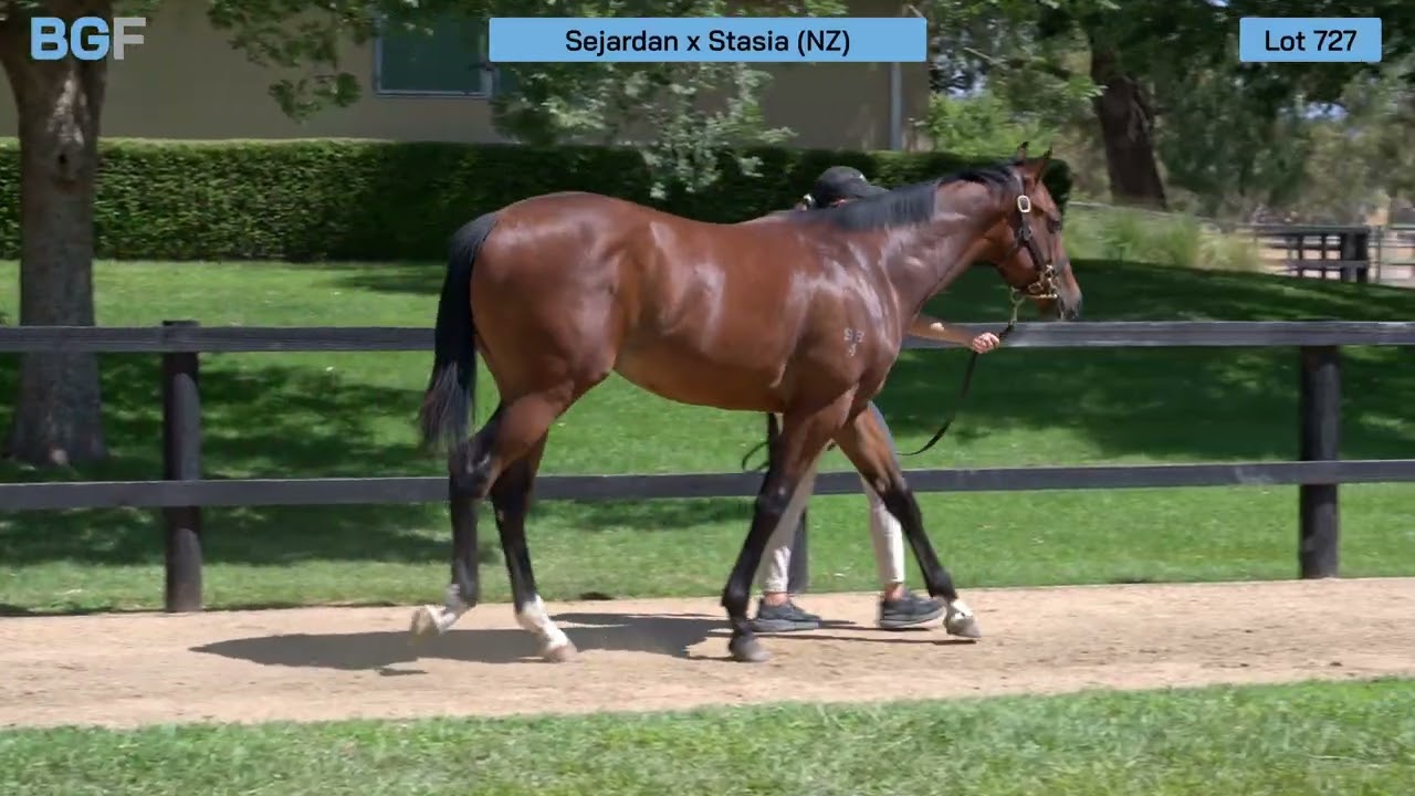 Lot 727 - Sejardan x Stasia colt - 2026 Inglis Premier Yearling Sale 