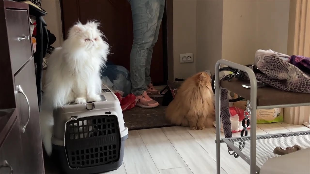 Cute cats / Gatos lindos