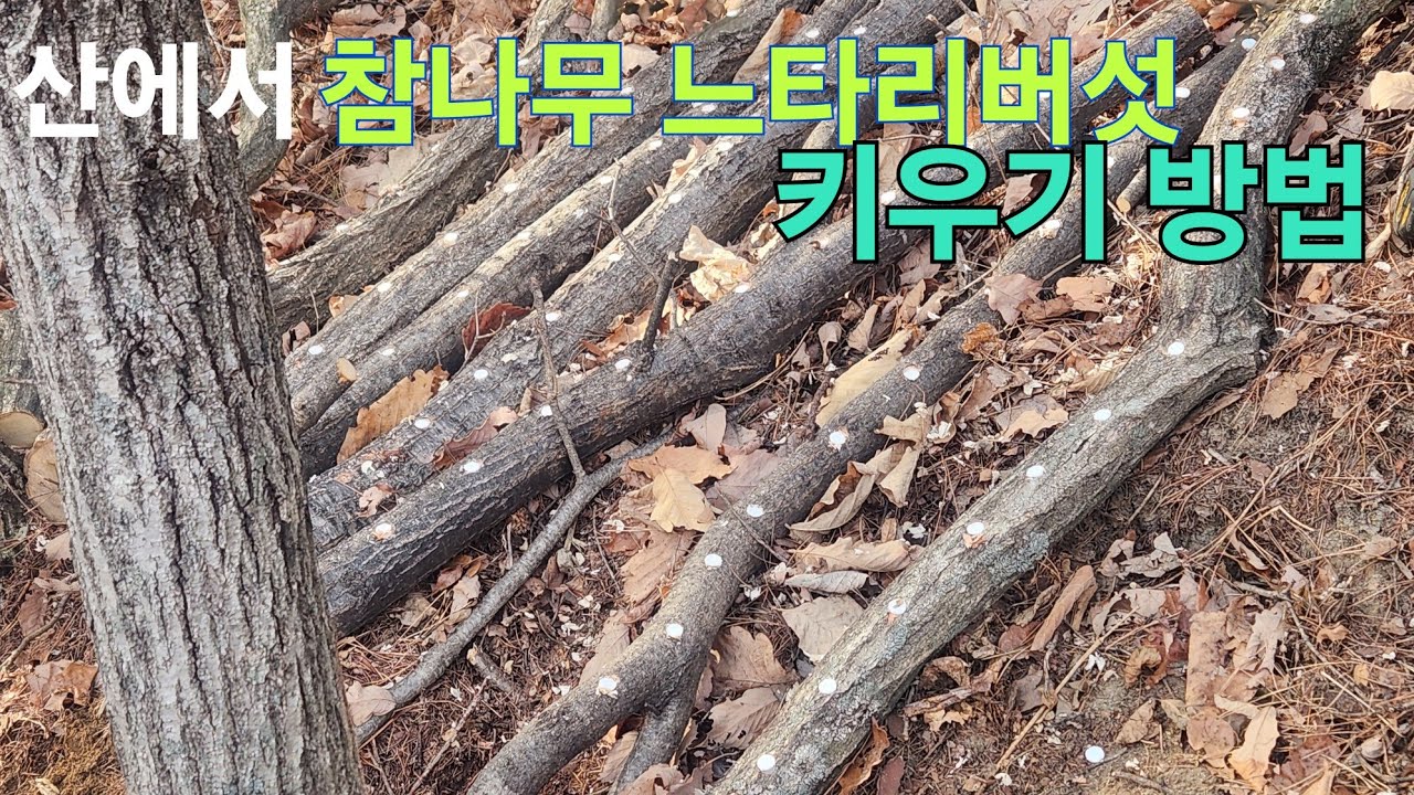 참나무 구멍 뚫기 참나무 느타리버섯 밥 넣기 느타리버섯 재배 방법 느타리버섯 기르고 용돈벌기 느타리버섯 인기 자연산 느타리버섯 