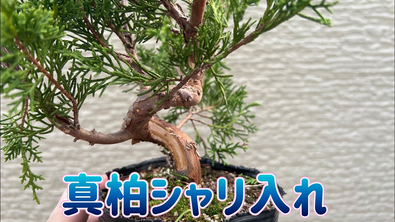 糸魚川真柏シャリ入れました！