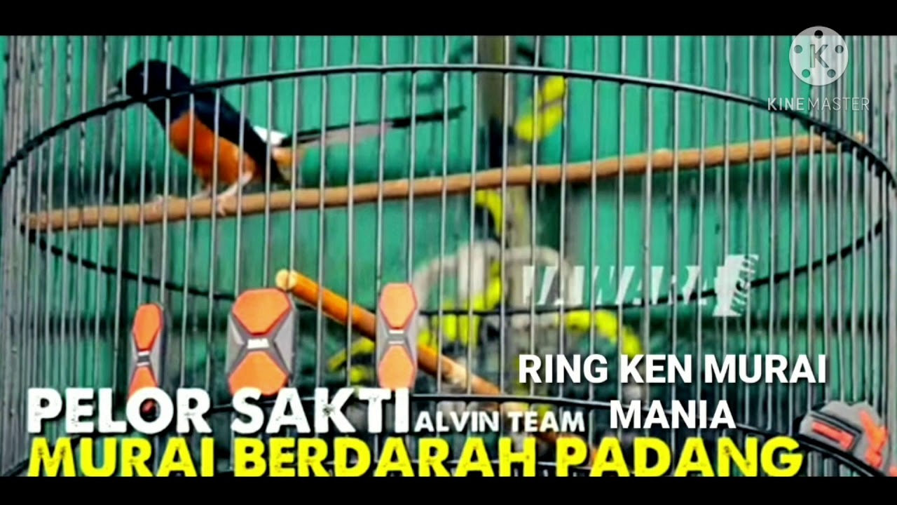 PELOR SAKTI -H.OWEN N ALVIN TEAM. RING KEN MURAI MANIA 038 PADANG -SUMATRA BARAT