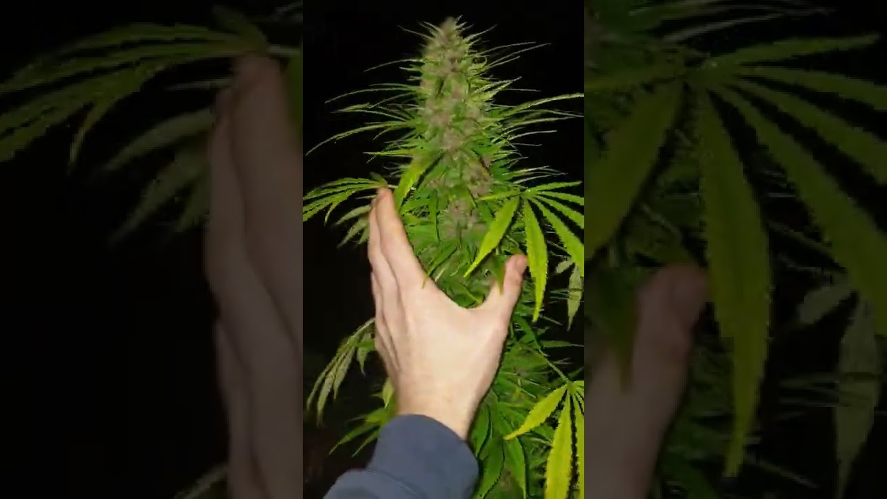 Outdoor medical weed grow op uk style!