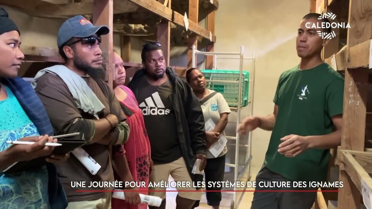 Une journ&eacute;e pour am&eacute;liorer les syst&egrave;mes de culture des ignames
