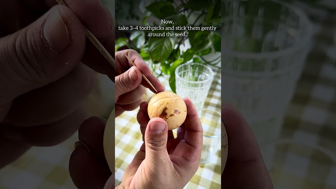 Si te mbjellim nje avokado ne shtepi - How to grow an Avocado at Home #fruitandveg #leafyveg