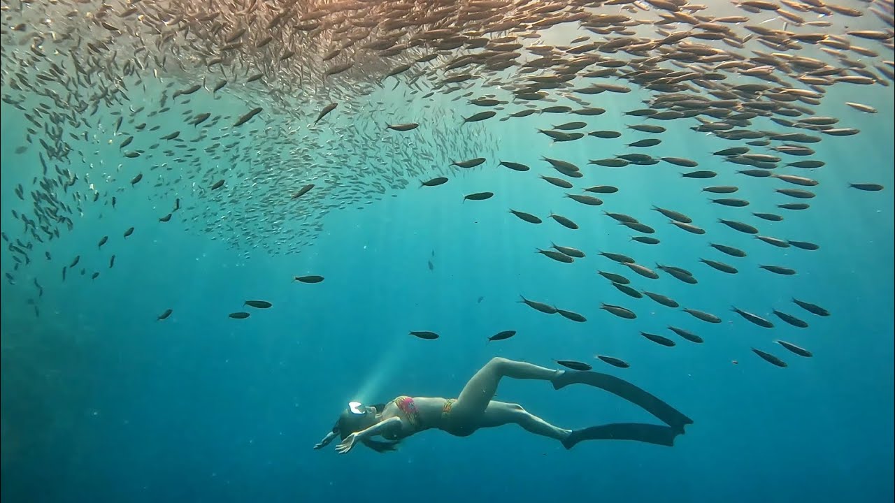 Sardines Dance Bohol🇵🇭