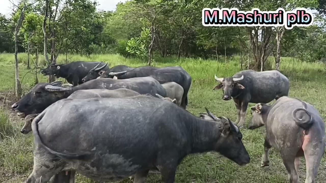 TURUN TEMURUN TERNAK (ANGON) KERBAU DIPULAU LAUT