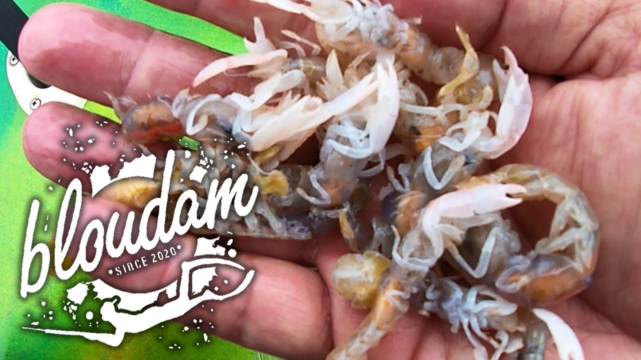FISHING WHITE STEENBRAS WITH PINK PRAWN
