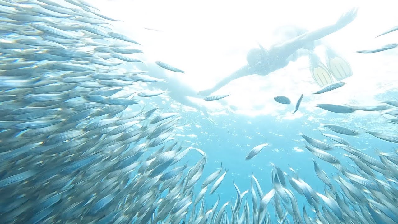 Up Close and Personal With Whale Sharks, Sardines, and Sea Turtles - Cebu, Philippines