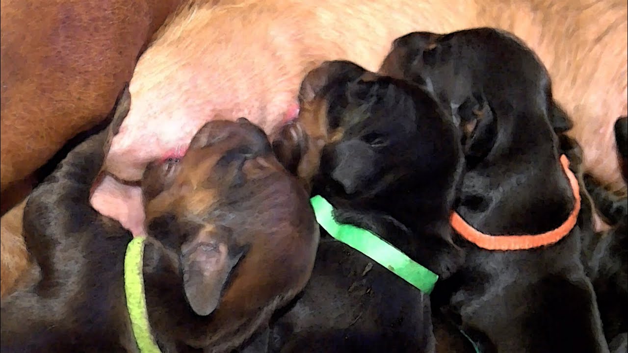 Adorable 1-week-old Dachshund Puppies!