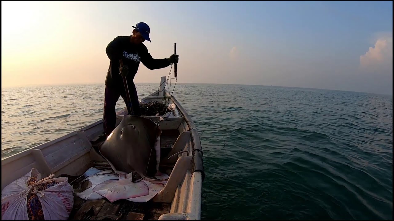 Merawai ikan pari(longline fishing_ stingray fish)