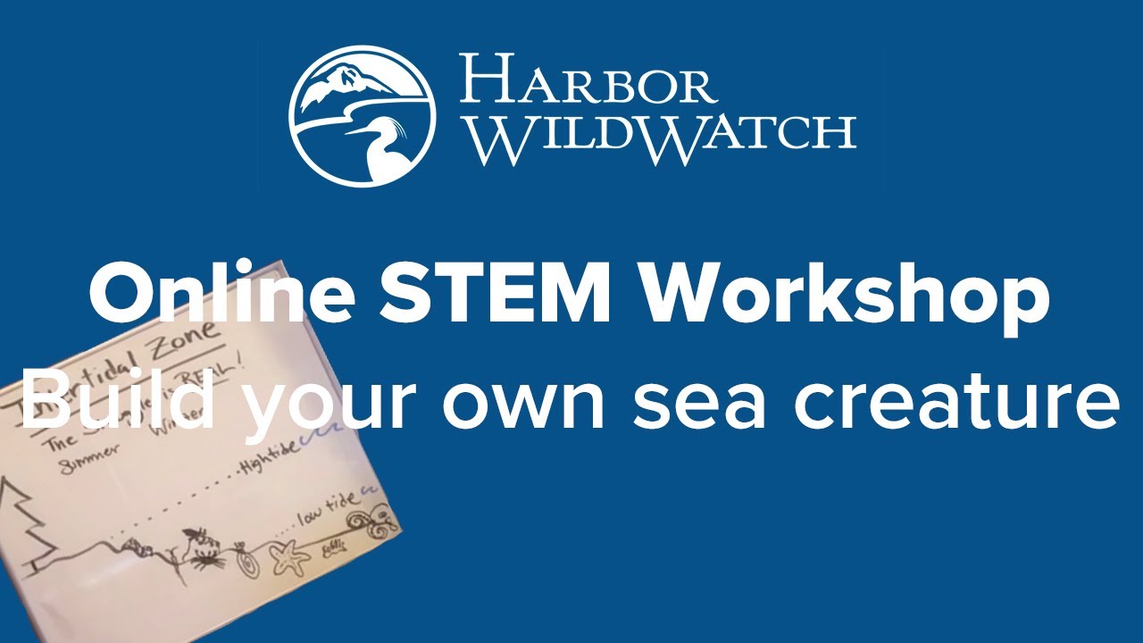 Online STEM Workshop: Build your own sea creature