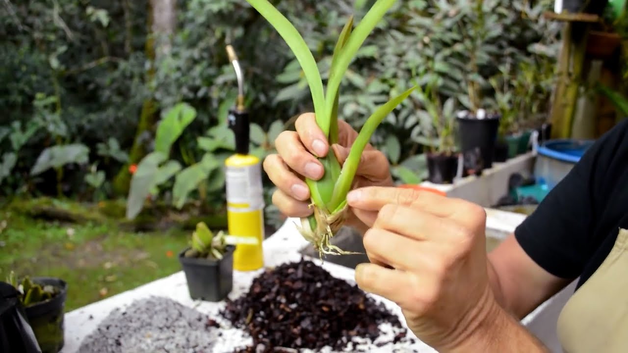Problemas de crecimiento y desarrollo | Caso orqu&iacute;dea Miltassia