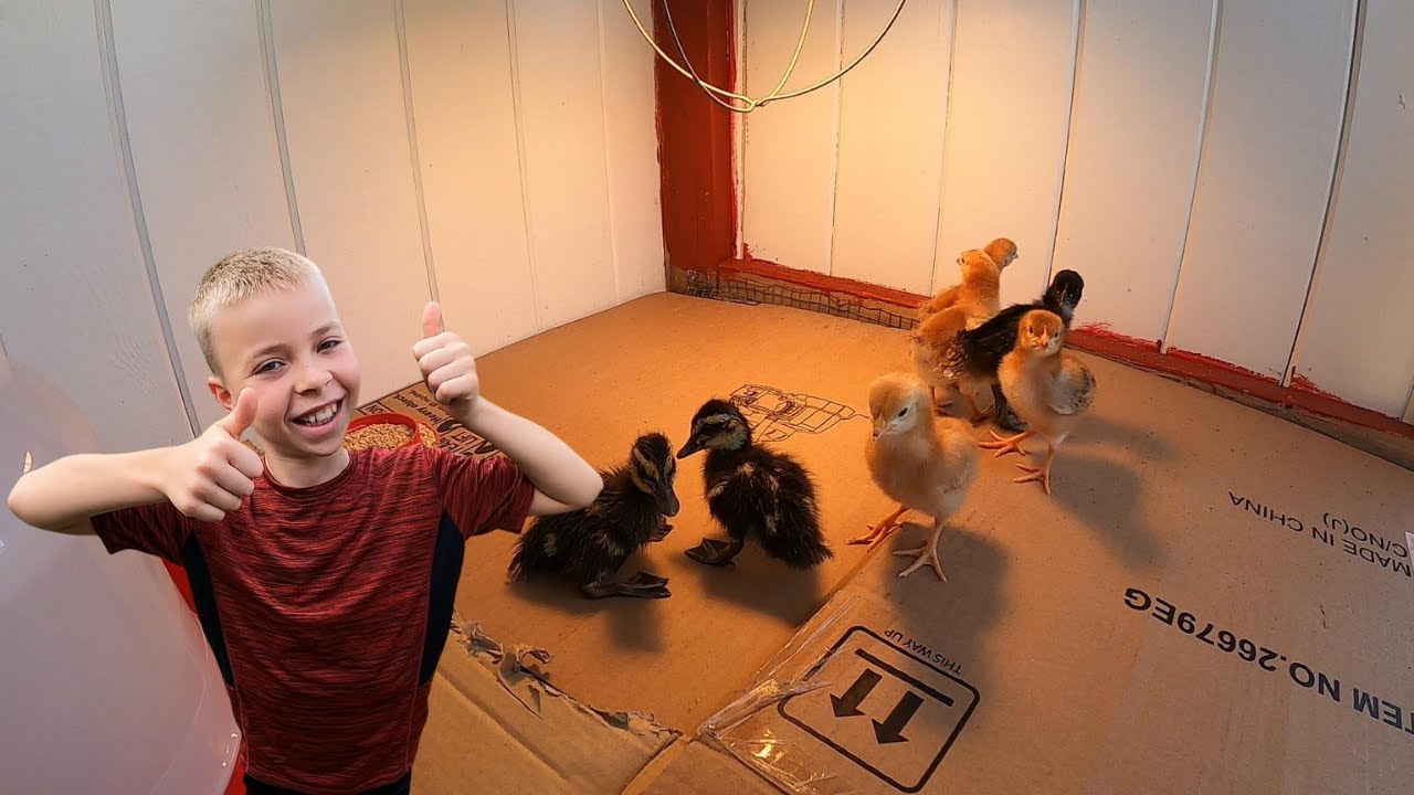 Moving Chicks to the NEWish Brooder! SUPRISE Hatch at the end! #chicksbrooder