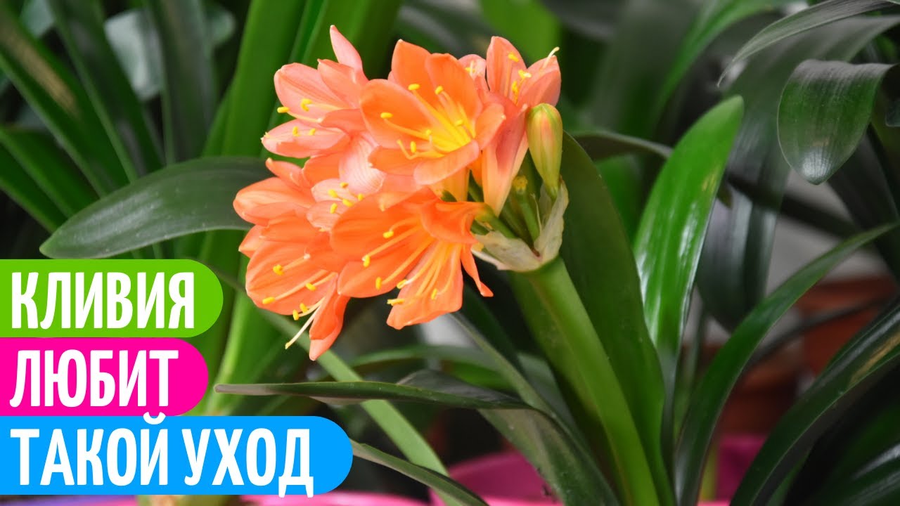 Уход За КЛИВИЕЙ - ЕСЛИ БЫ я Знала Об Этом РАНЬШЕ! Мои цветы.