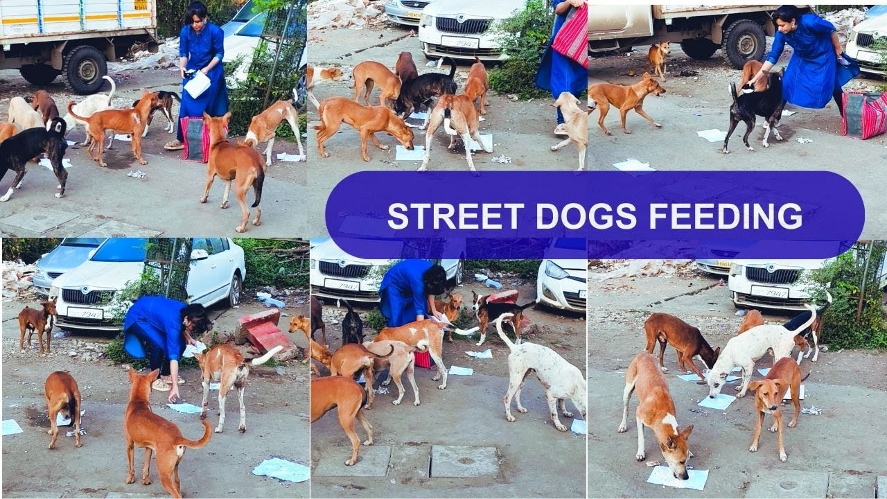 🐶🙏 Hungry Street Dogs Are Waiting for Help &mdash; Will You Care? #streetdogs #doglove #hungrydog