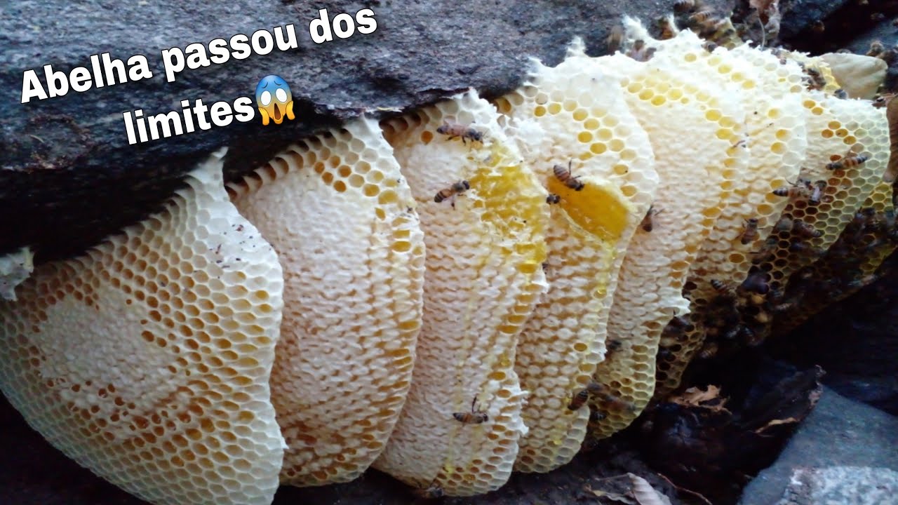 ABELHA FICOU UMA GIGANTE E FEZ PRA FORA DA LOCA🐝