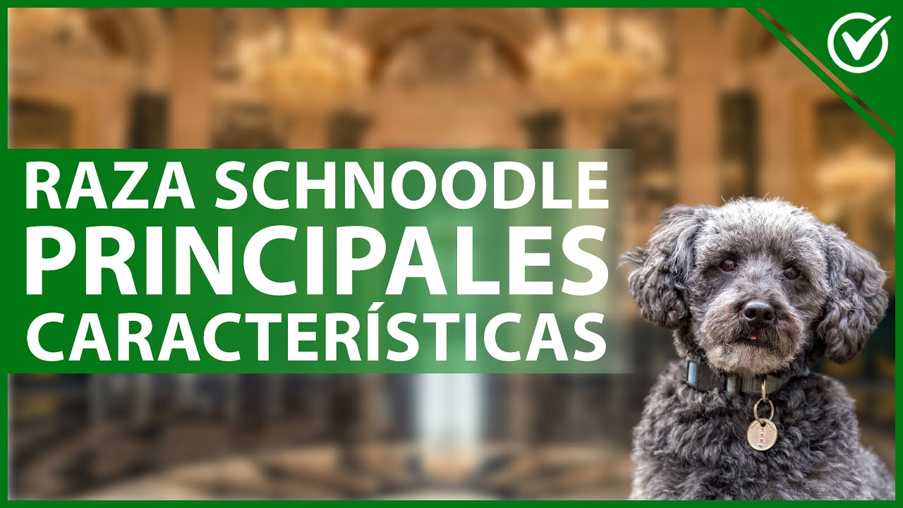 🐩 &iquest;C&oacute;mo es el Perro raza Schnoodle? - Principales Caracter&iacute;sticas 🐩
