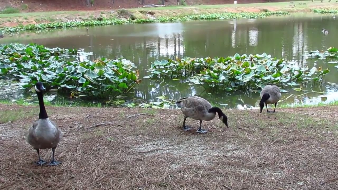 Canada geese by a small pond