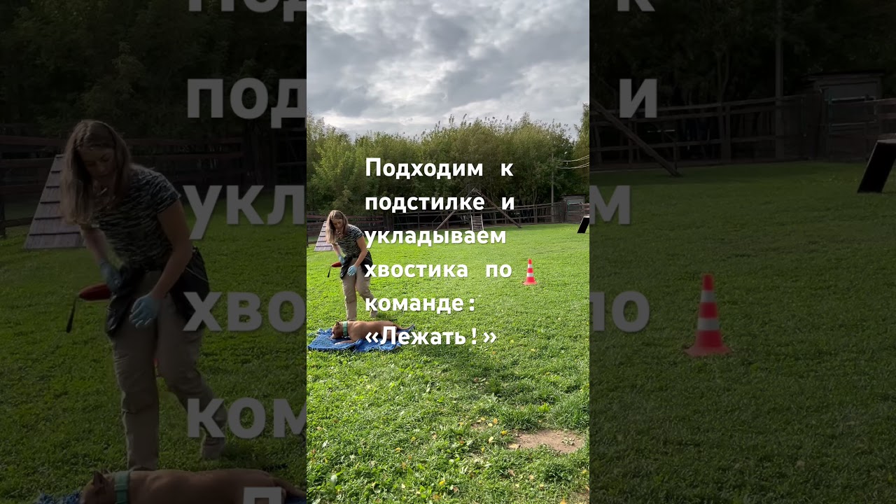 Дрессировка собак. Изучаем команду &ldquo;Место!&rdquo; #music #amstaff