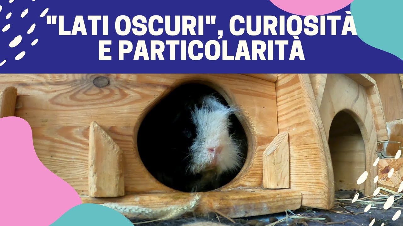 “Lati oscuri”, particolarità e curiosità sui PORCELLINI D’INDIA per i nuovi proprietari