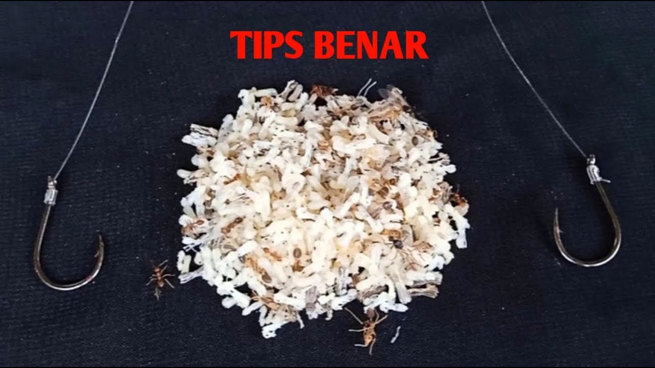 3 Cara pasang umpan kroto pada kail pancing yang benar