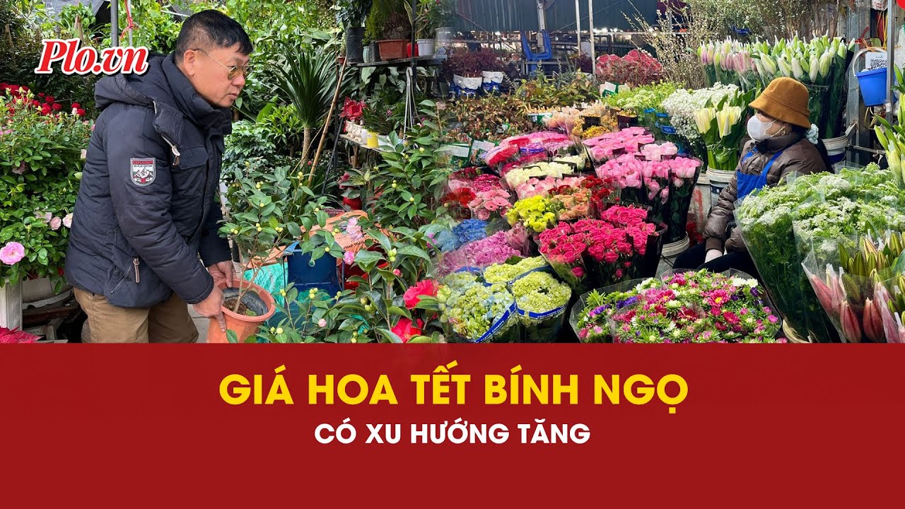 Giá hoa Tết Bính Ngọ sẽ tăng? - PLO