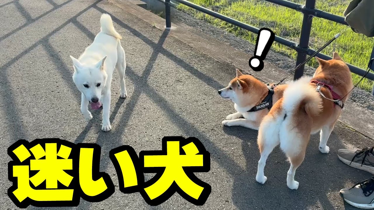 散歩中に迷子の犬と遭遇…柴犬姉妹と一緒に飼い主探しへ