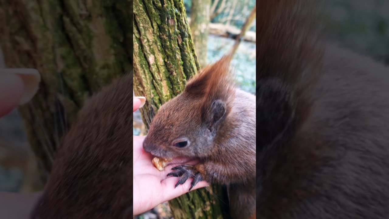 Happy squirrel munching nuts 😋| Eichh&ouml;rnchen freut sich &uuml;ber N&uuml;sse #funny  #animals