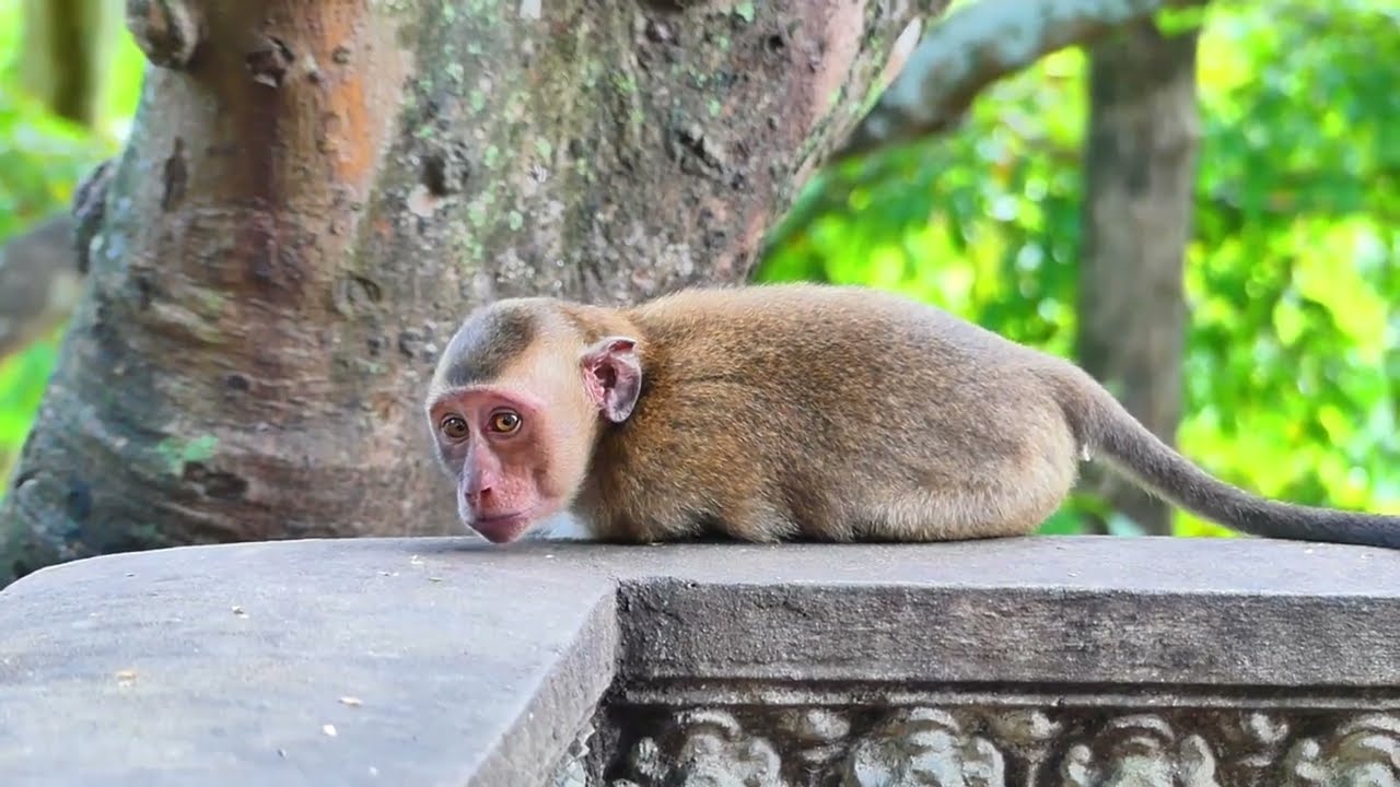 Little monkey Brody ask for milk from mom