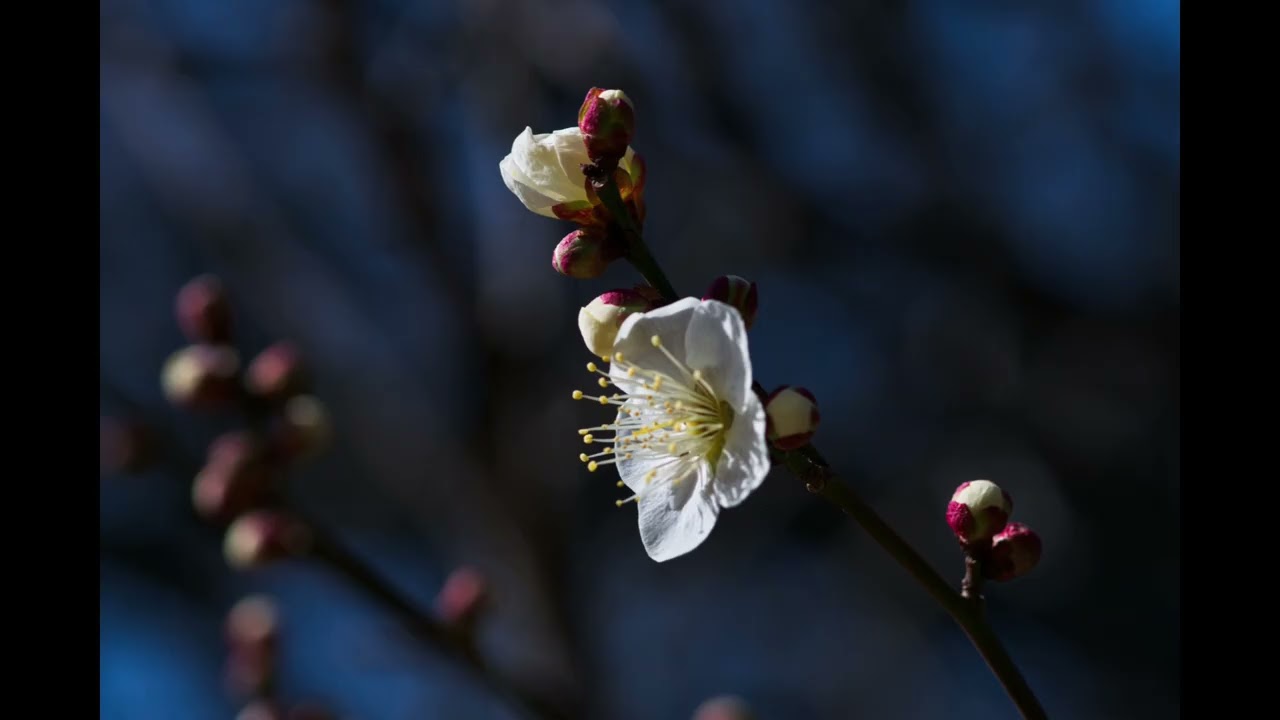 感激を求めて　つくば市 梅園公園　2026年2月6日　茨城県つくば市