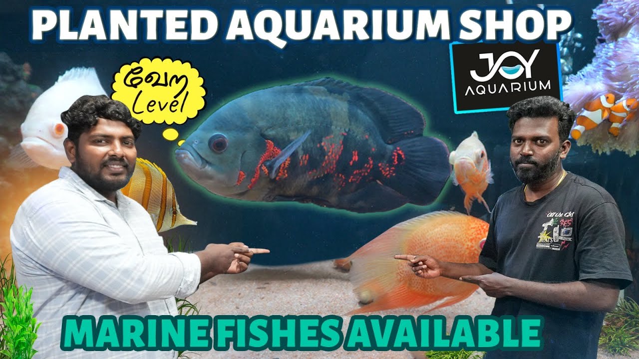 Best Marine Aquarium Fishes and Planted Aquariums in One Shop | Joy Aquarium Shop Tour