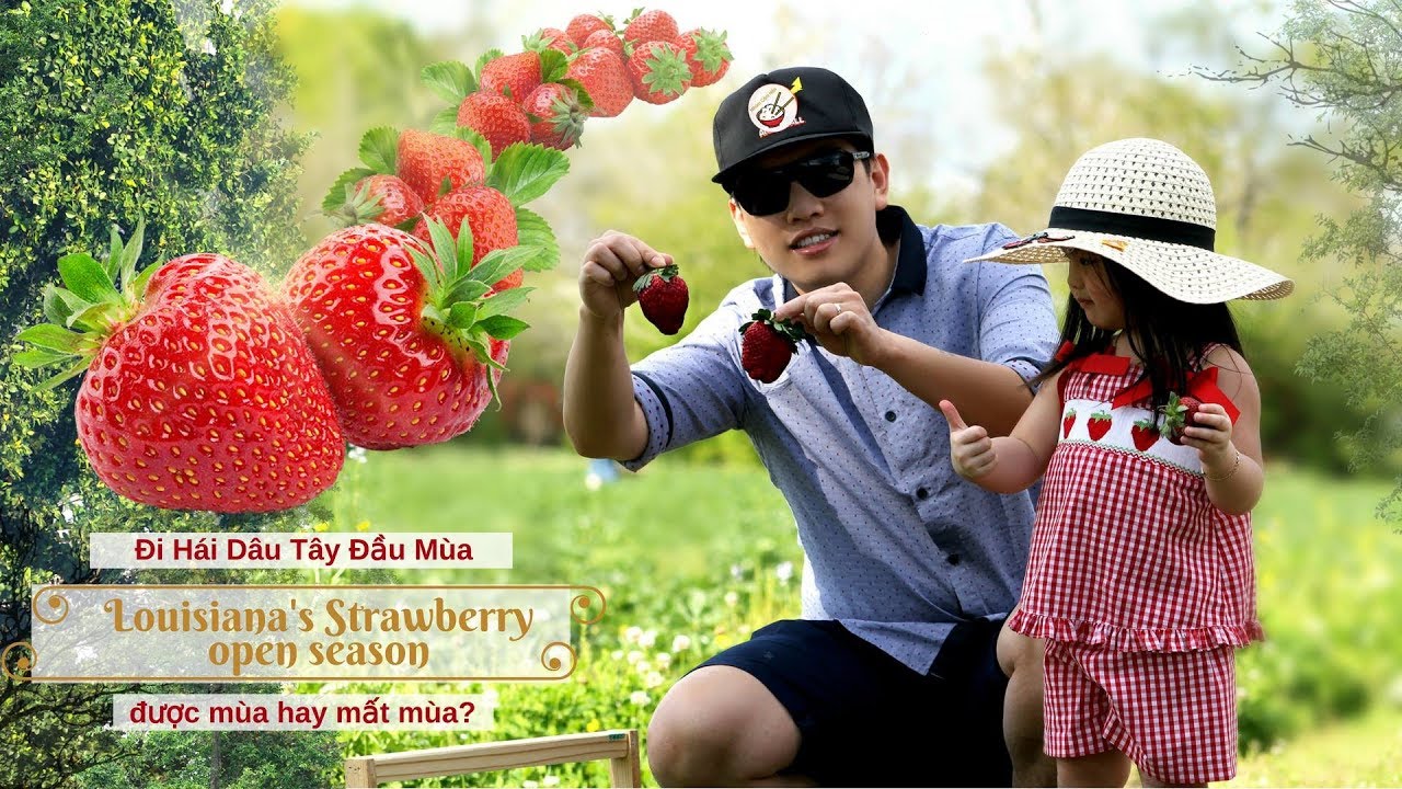 DÂU TÂY ĐẦU MÙA | Strawberry Open Season