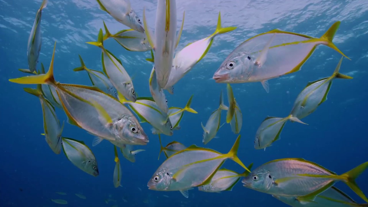 Los fondos marinos de las Islas Canarias