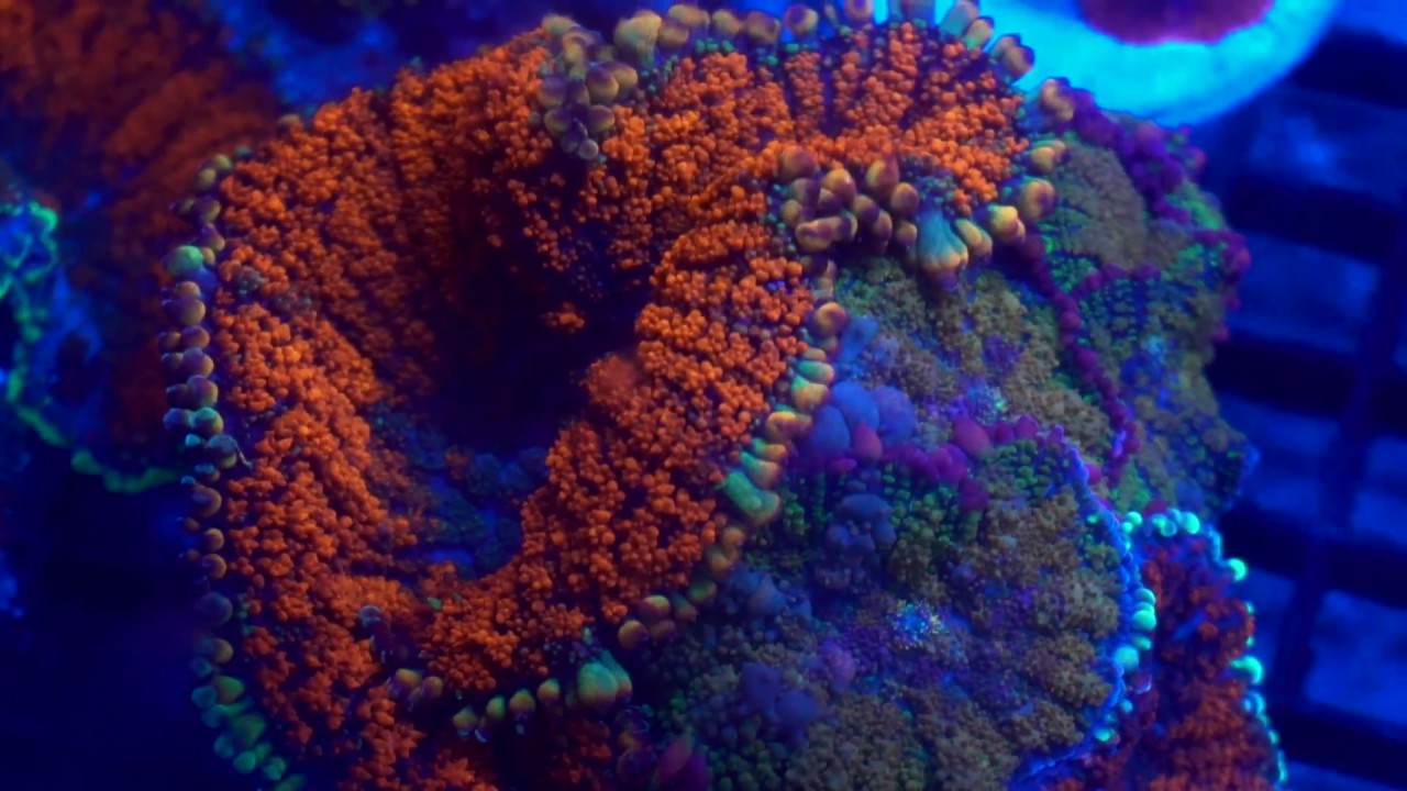 Cali Kid Corals