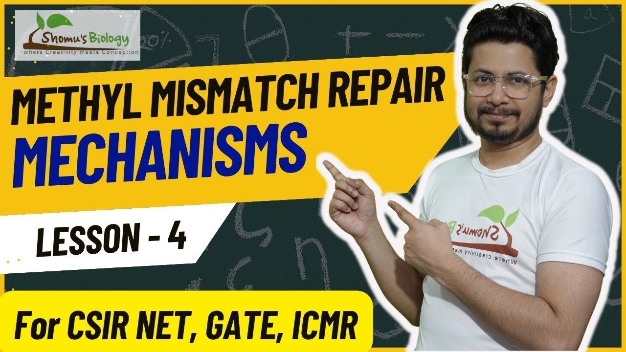 Methyl mismatch repair | DNA mismatch repair mechanism