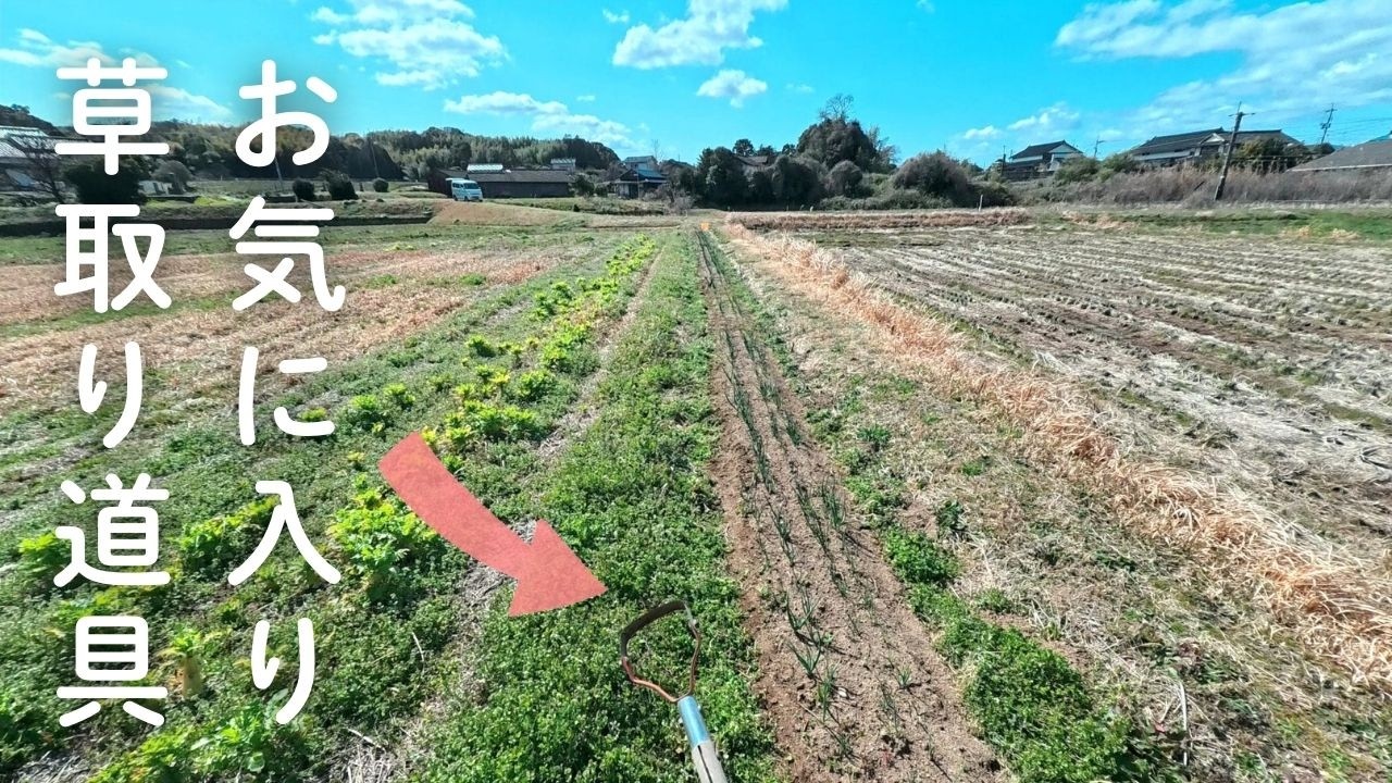 宍道の畑／タマネギ除草／けずっ太郎｜3月12日