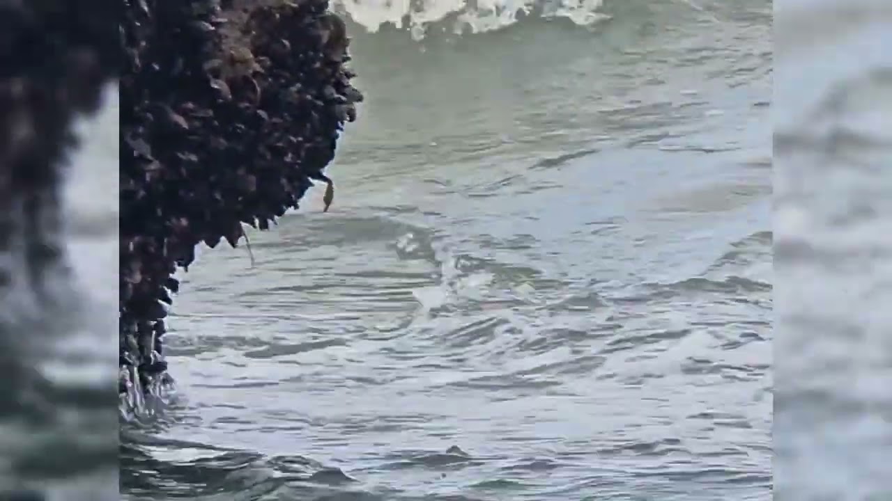 Wild Mussels Along the New Zealand Coast 
