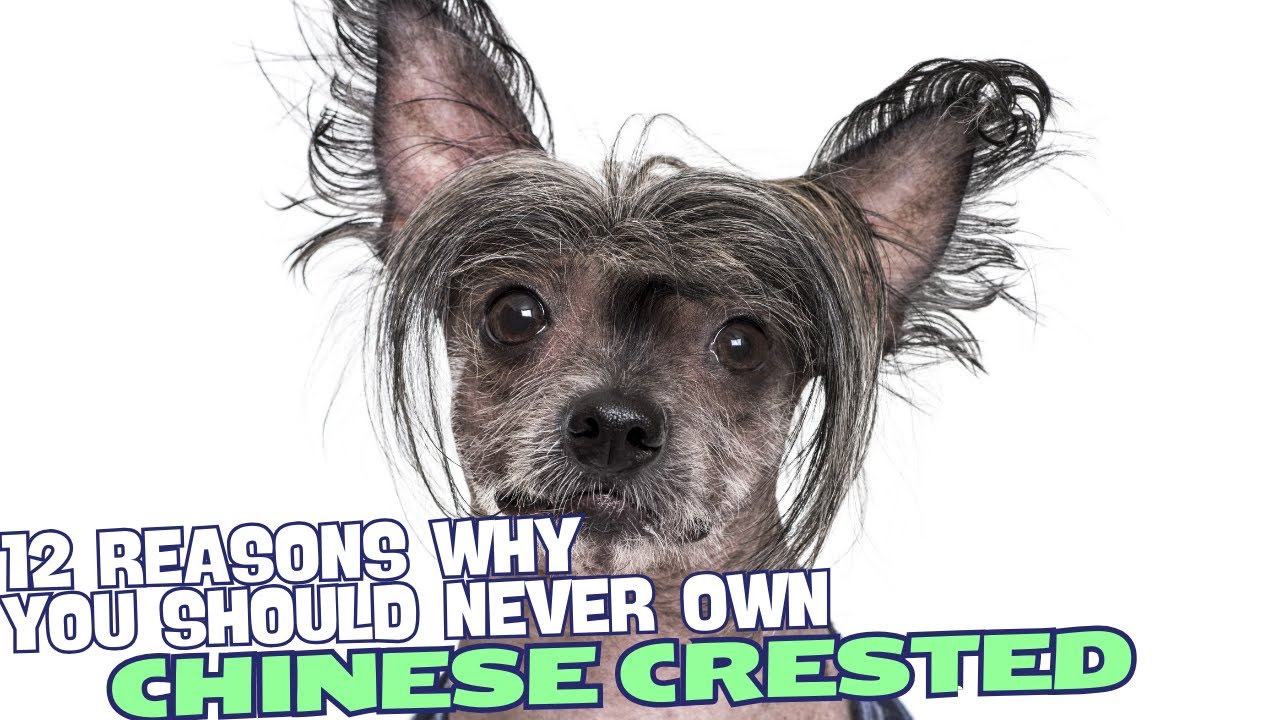 12 Reasons Why You Should Never Own a Chinese Crested Dog🐾
